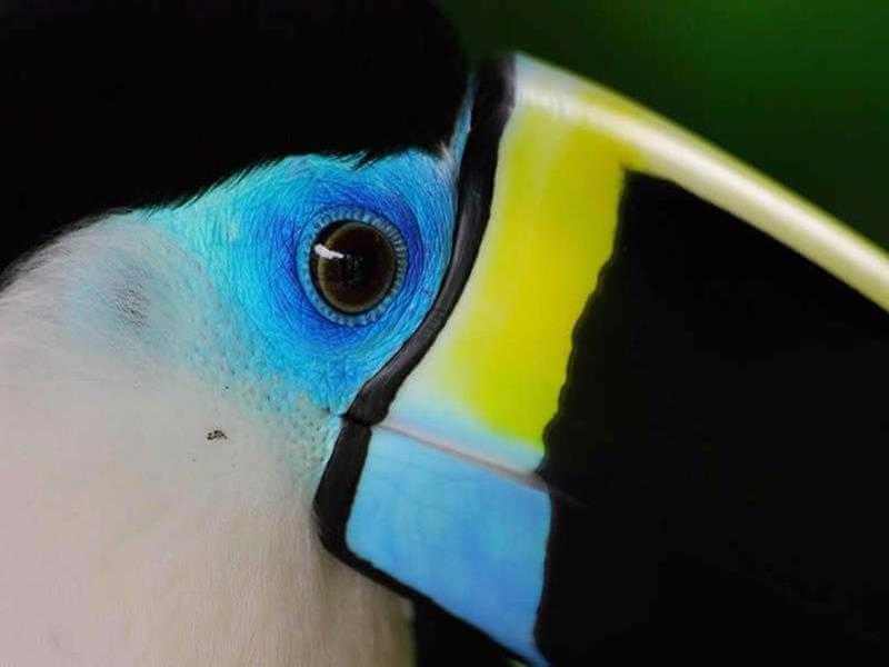 Animals of the amazon – Tambopata