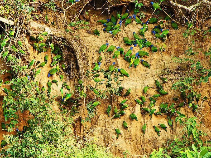 Green parrots clay lick