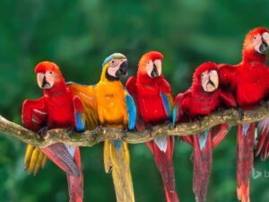 Tambopata-National-Reserve
